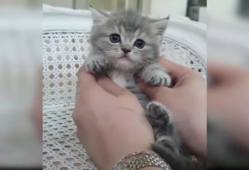 小猫咪可爱视频,小猫咪可爱视频集锦