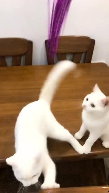 猫咪视频网站,揭秘猫咪视频网站的魅力世界