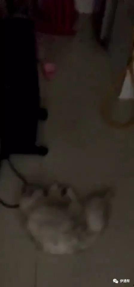 打猫视频,打猫视频引发社会关注与反思